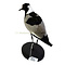 Mounted Blacksmith lapwing