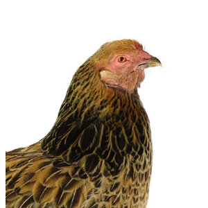 Brahma Huhn