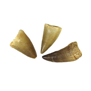 Mosasaurus tooth (small)