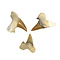 Shark tooth (S)