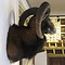 Mounted mouflon trophy