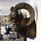 Mounted mouflon trophy