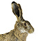 Mounted european hare