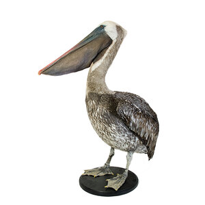 Mounted pelican