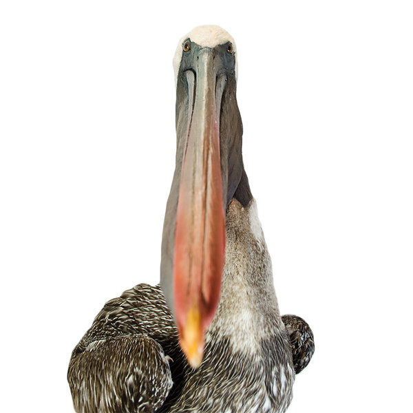 Pelikan