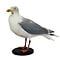 Mounted european herring gull