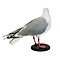 Mounted european herring gull