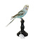 Mounted budgerigar (E)