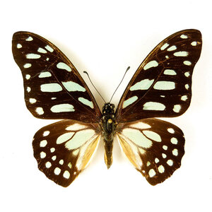 Graphium leonidas unpräpariert