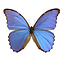 Morpho didius dried/papered