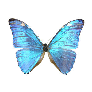 Morpho adonis dried/papered