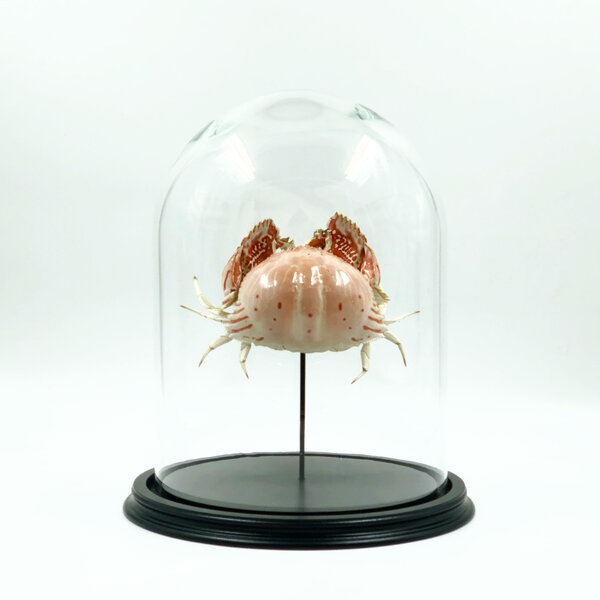 Mounted Crab in glass dome