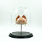 Mounted Crab in glass dome