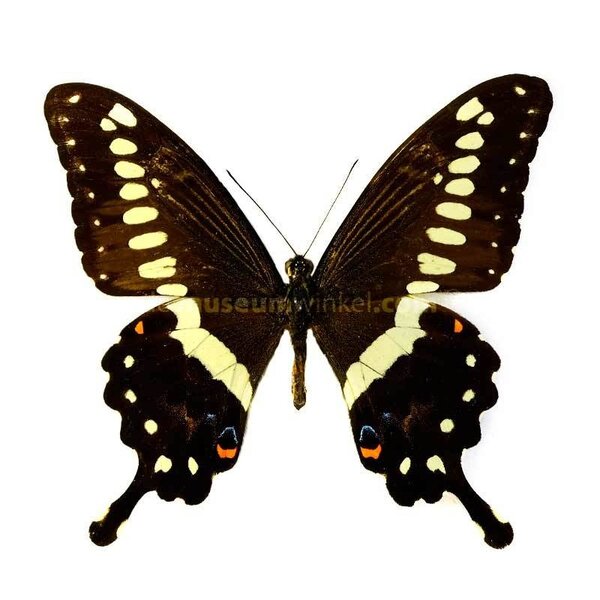Papilio lormieri ongeprepareerd