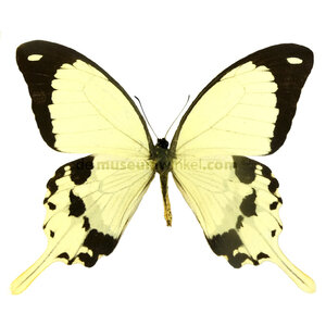 Papilio dardanus dried/papered