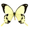 Papilio dardanus ongeprepareerd