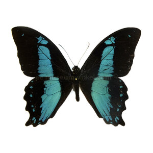 Papilio bromius bromius unpräpariert