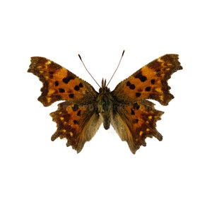 Polygonia c-album - comma Butterfly dried/papered