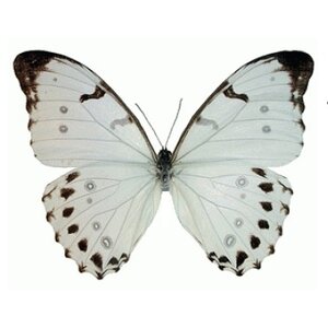 Morpho luna dried/papered