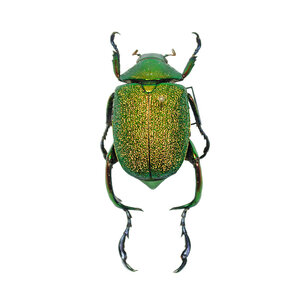 Chrysophora chrysochlora