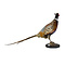 Mounted common pheasant ♂