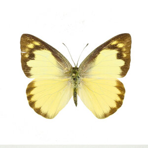 Appias albina (female)