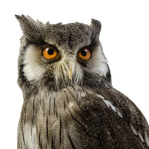 Mounted northern white-faced owl
