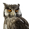 Mounted northern white-faced owl