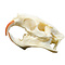 Skull coypu