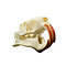 Skull coypu