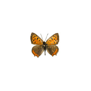 Lycaena phlaeas - small copper