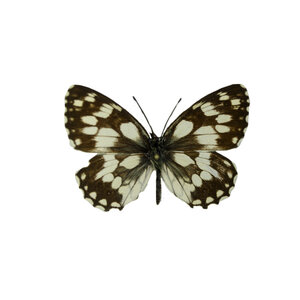 Melanargia galathea - dambordje