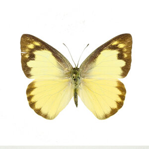 Appias albina (female) - dried/papered
