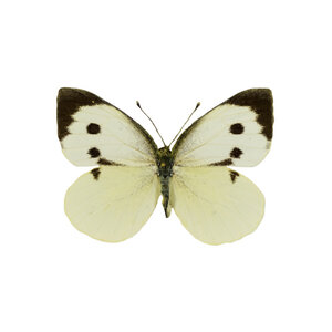 Pieris brassicae - large cabbage white - dried/papered