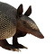 Mounted Armadillo