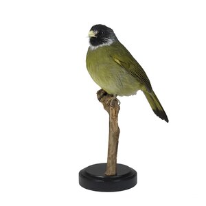 Mounted collared finchbill