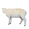 Mounted sheep