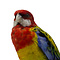 Mounted eastern rosella (A)