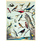 School poster - birds (A)