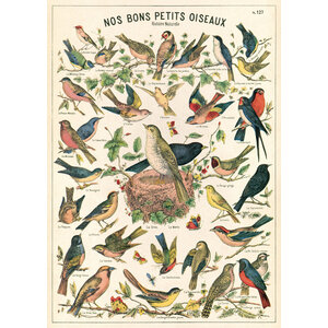School poster - birds (B)