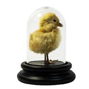 Mounted yellow chicken in dome