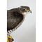 Mounted sparrowhawk
