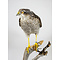 Mounted sparrowhawk