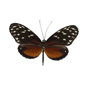 Heliconius Hecale Zuleika onprepared