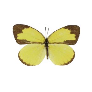 Eurema Hecabe ongeprepareerd