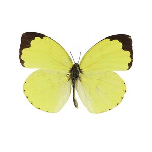 Eurema Senegalensis ongeprepareerd