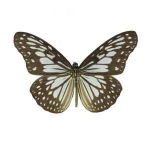 Ideopsis Juventa ongeprepareerd