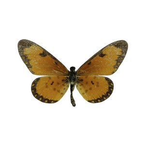 Acraea SP. unvorbereitet