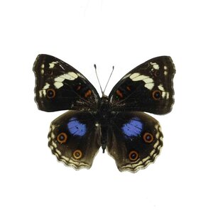 Junonia Oenone unvorbereitet