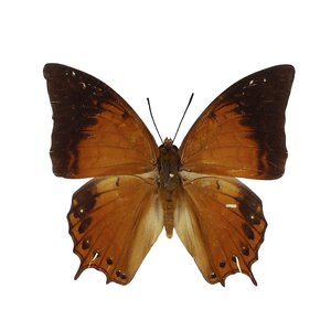 Charaxes affinisunprepared